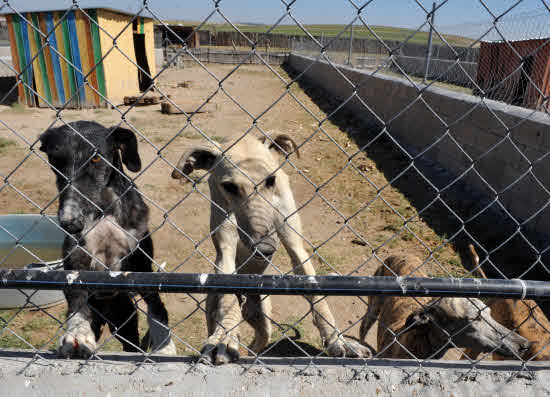 Sociedad protectora de animales Scooby Fran Jiménez