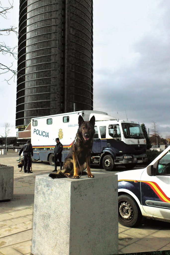 perros de rescate xlsemanal (6)