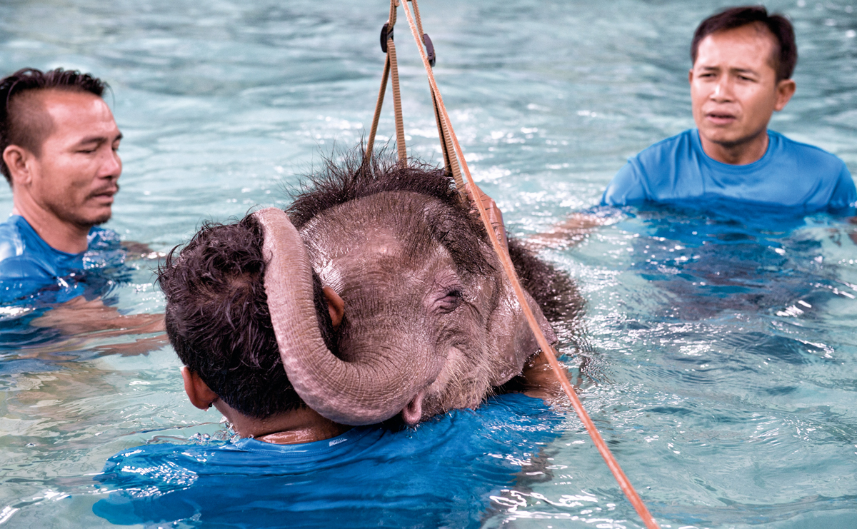 conocer, naturaleza, terapia para elefantes en tailandia, xlsemanal