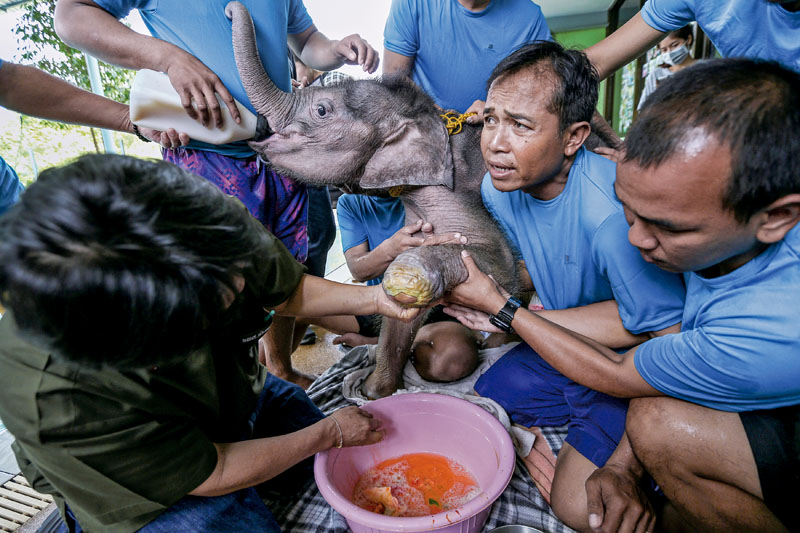 conocer, naturaleza, terapia para elefantes en tailandia, xlsemanal