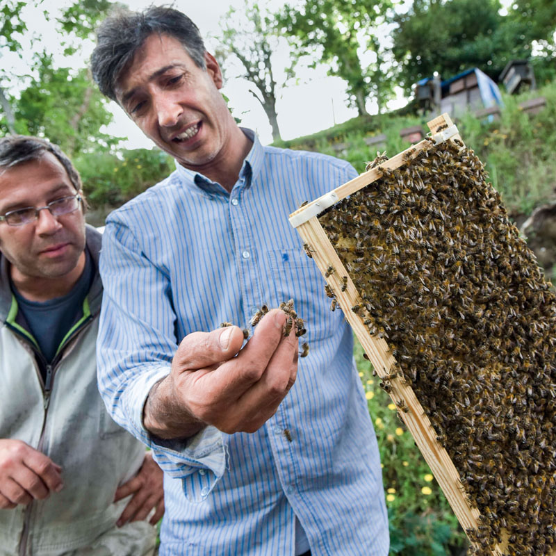 conocer, naturaleza, abejas peligro, cientificos e informaticos unidos, xlsemanal