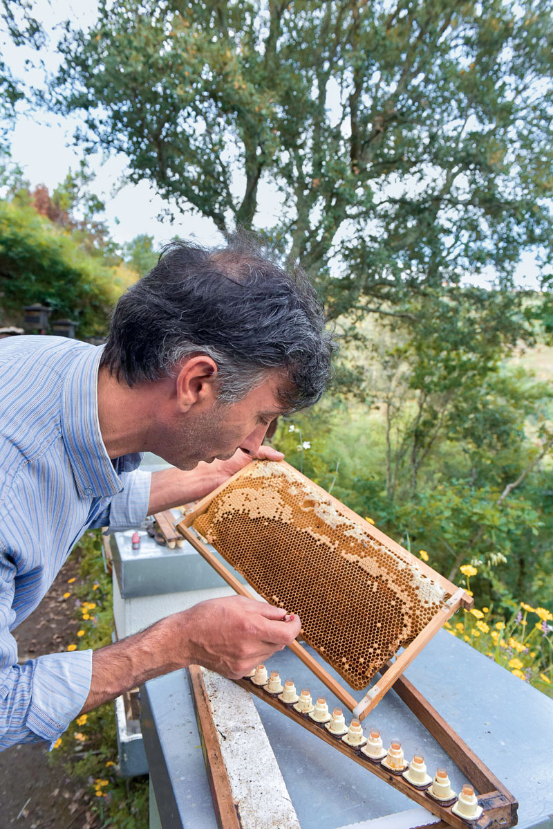 conocer, naturaleza, abejas peligro, cientificos e informaticos unidos, xlsemanal