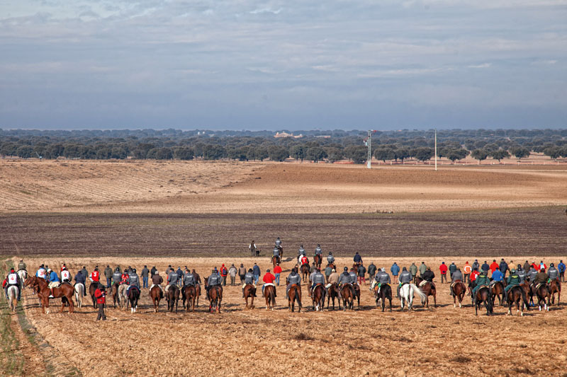 conocer naturaleza, carreras de galgos, (9)