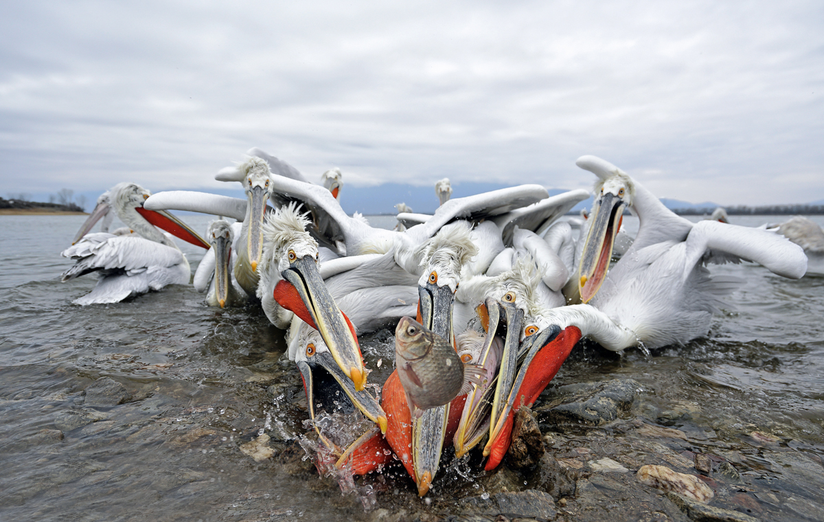 conocer, naturaleza, pelicanos, xlsemanal