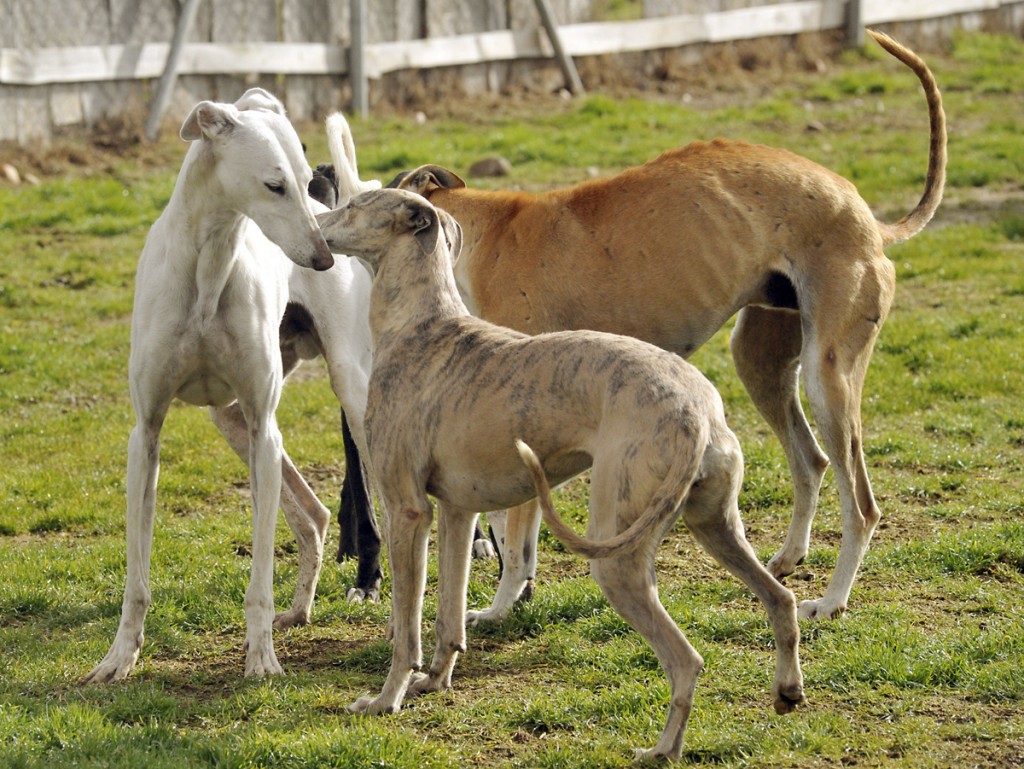 los galgos atacan a los humanos