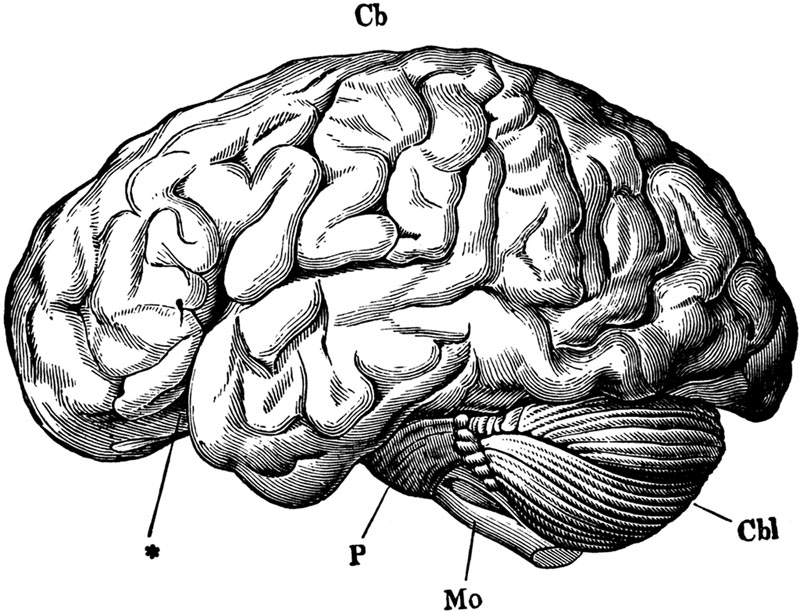 cerebro