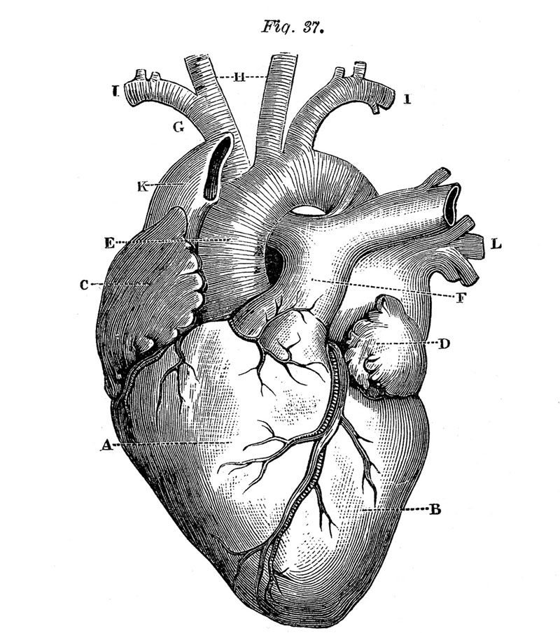 corazon