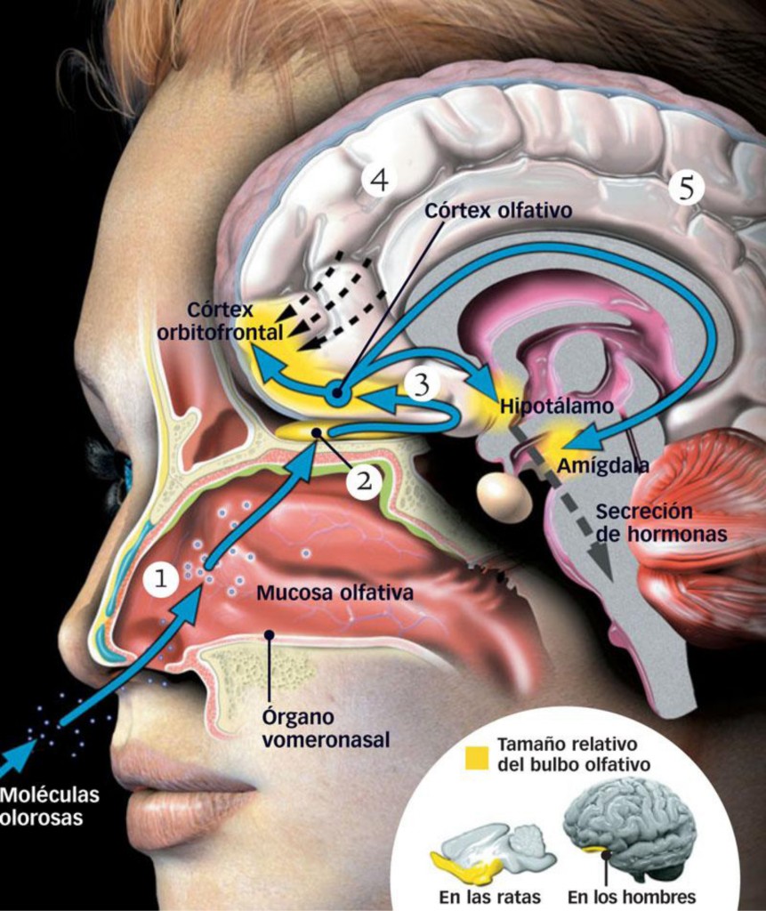 El poder del olfato: dime cómo hueles y te diré qué padeces... 1