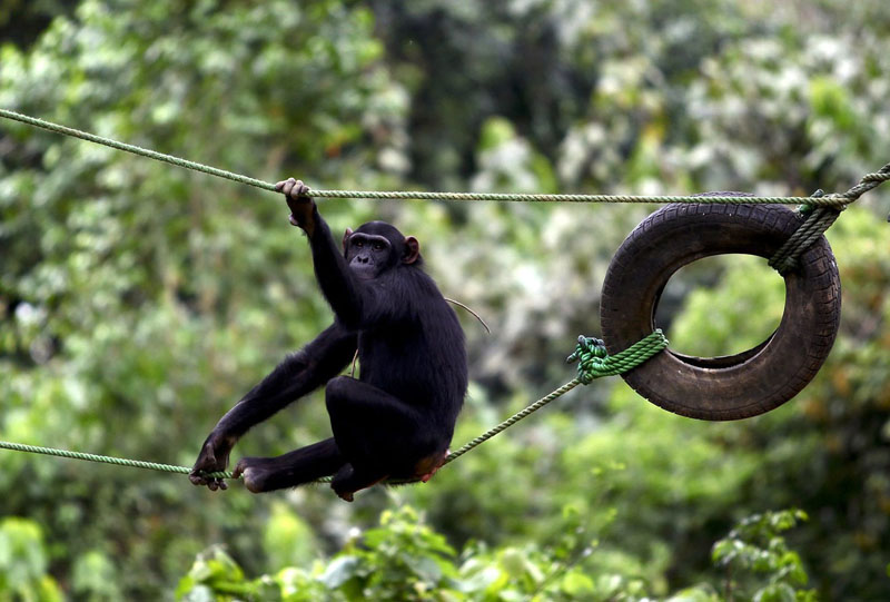 File photo of a chimpanzee resting on a rope tied to car tyres at the Uganda Wildlife Education Centre in Entebbe near Uganda's capital Kampala