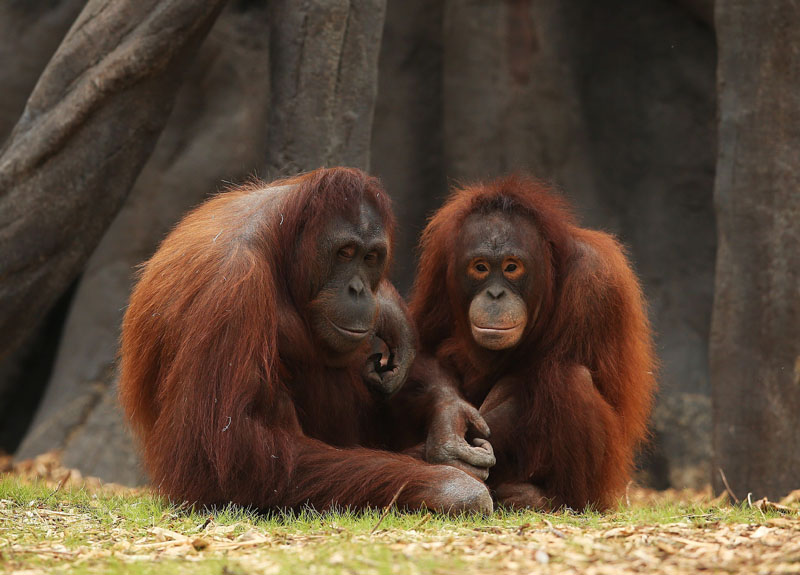 orangutan, conocer, naturaleza