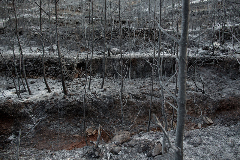 conocer naturaleza incendios