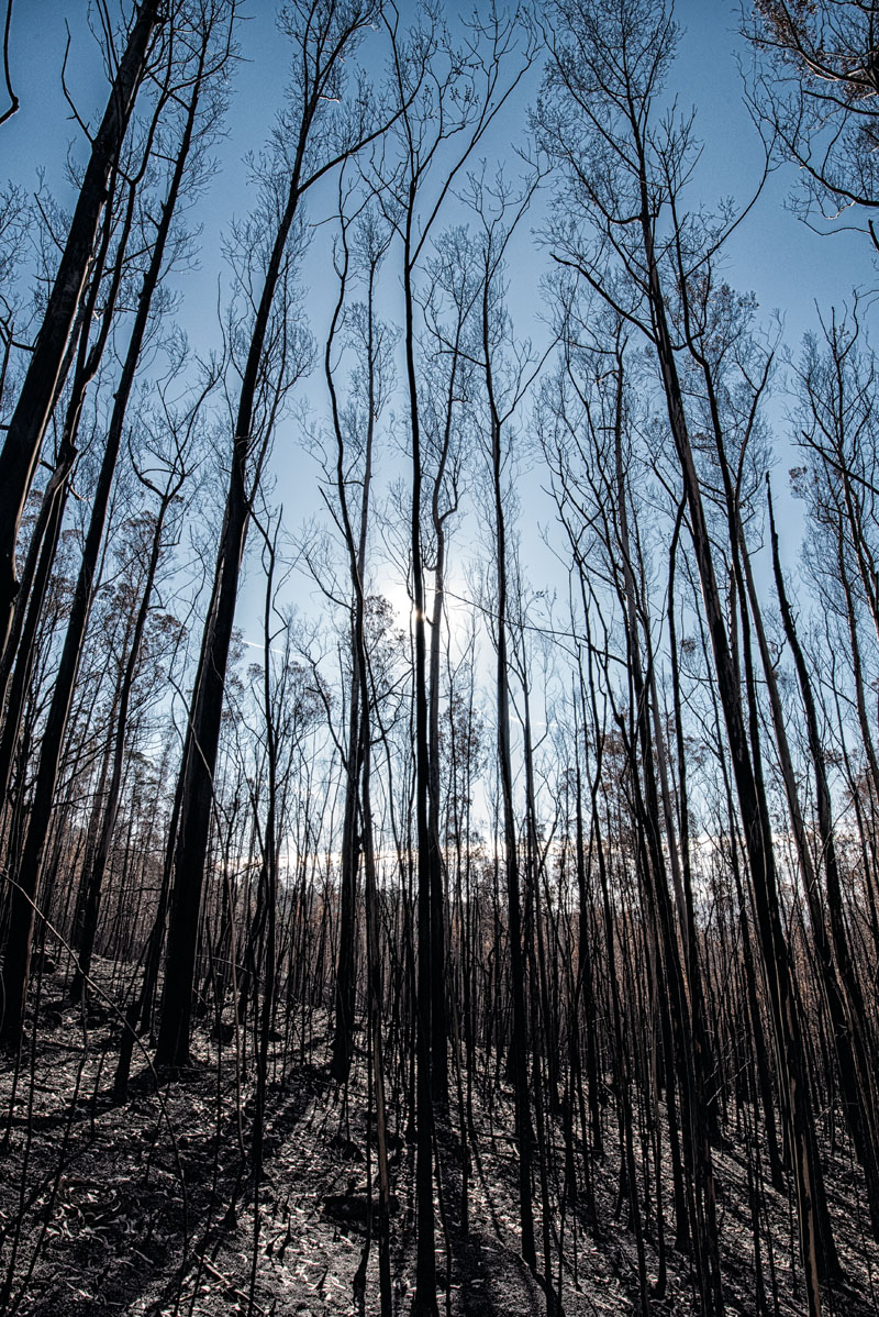 actualidad, galicia, incendios, motivos, terrorismo incendiario, xlsemanal, (2)