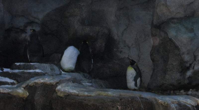 pinguinos Calcary conocer naturaleza