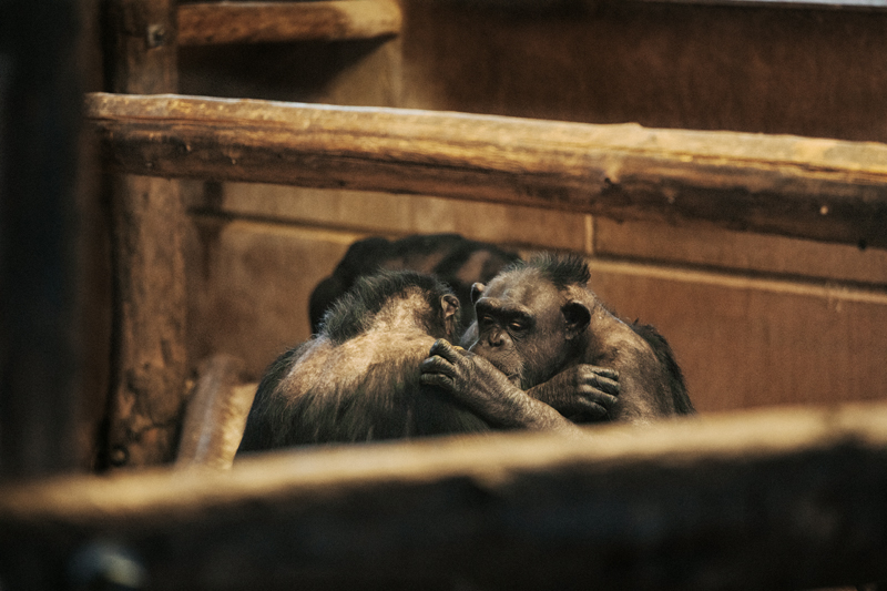 monos de laboratorio