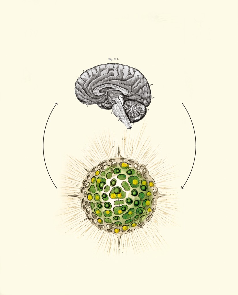 bacterias que nos salvan la vida