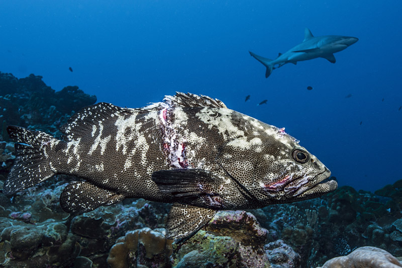 ataque de los tiburones