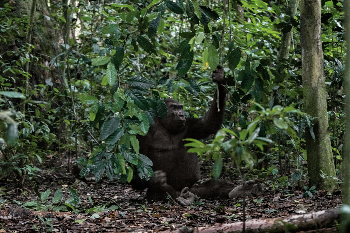 gorilas reserva makumba (1)