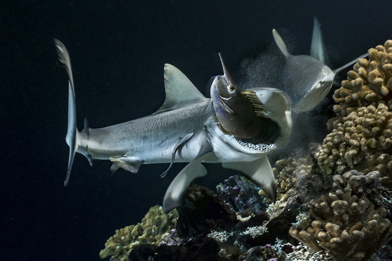 Ataque de tiburones