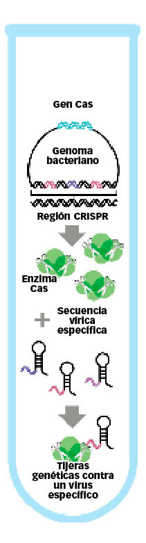 grafico-1