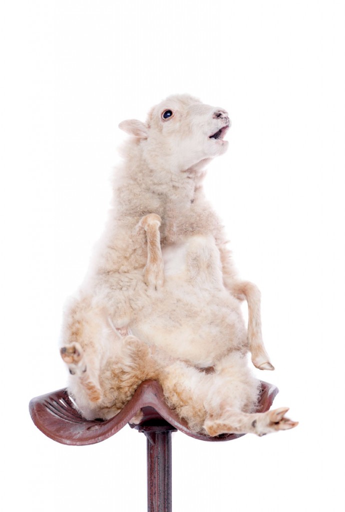 Portrait Of sheep in christmas hat Isolated On White. Simbol 2015