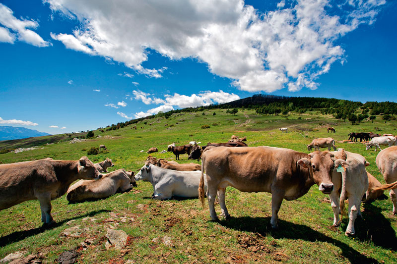 alimentos eco y bio