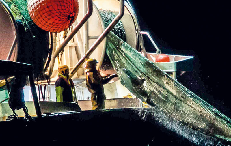 delfines muertos redes arrastre pescadores 3