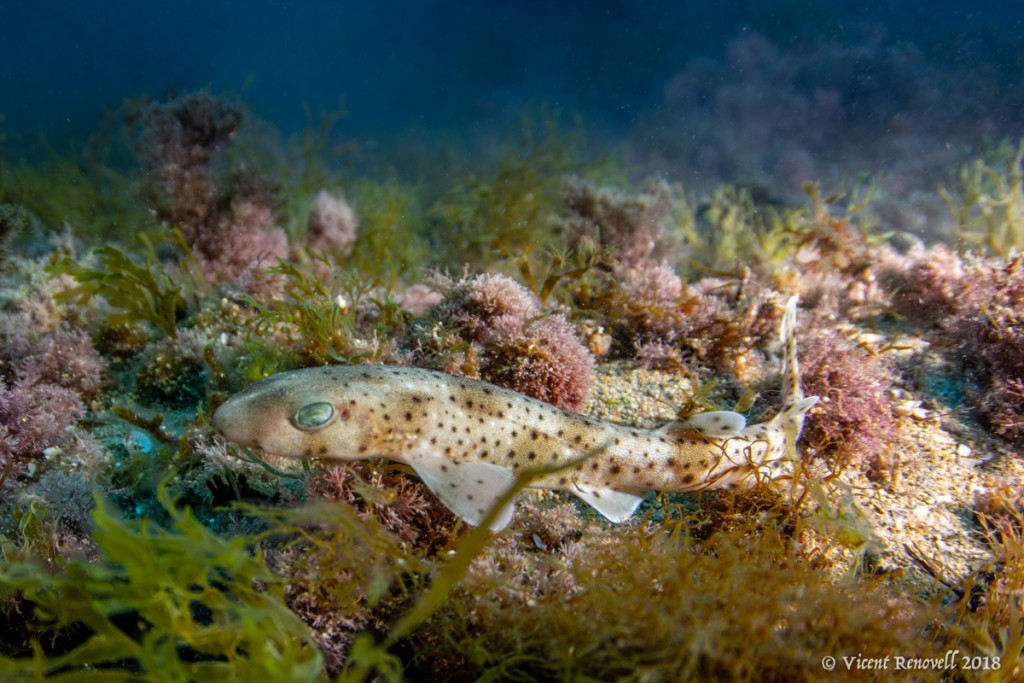 tiburones huevos crias 4