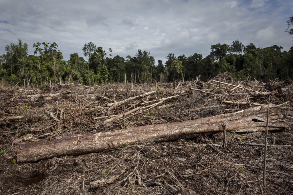 En 40 años no habrá ningún orangután: ¿quiénes son sus asesinos? 3