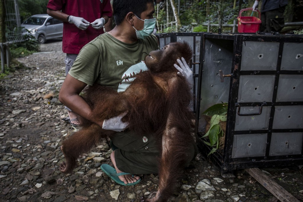 En 40 años no habrá ningún orangután: ¿quiénes son sus asesinos? 4