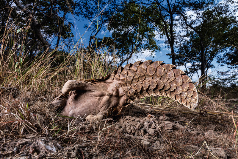 Anatomía del pangolín 4