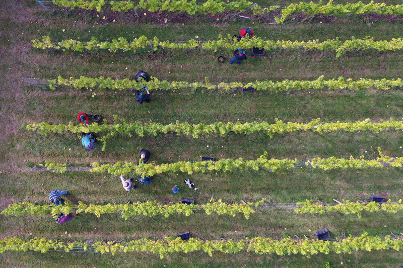 El vino 'bio' no es ninguna moda 1