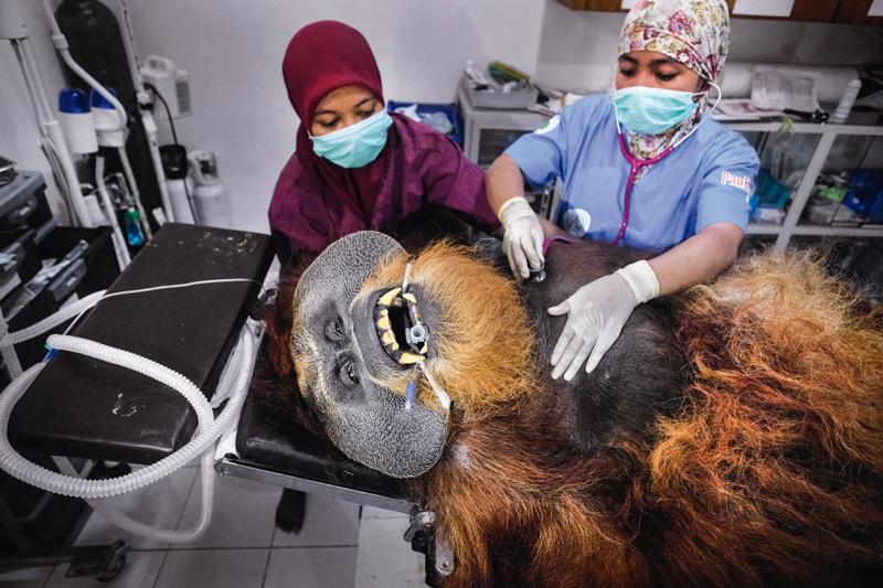 Salvar al orangután 2