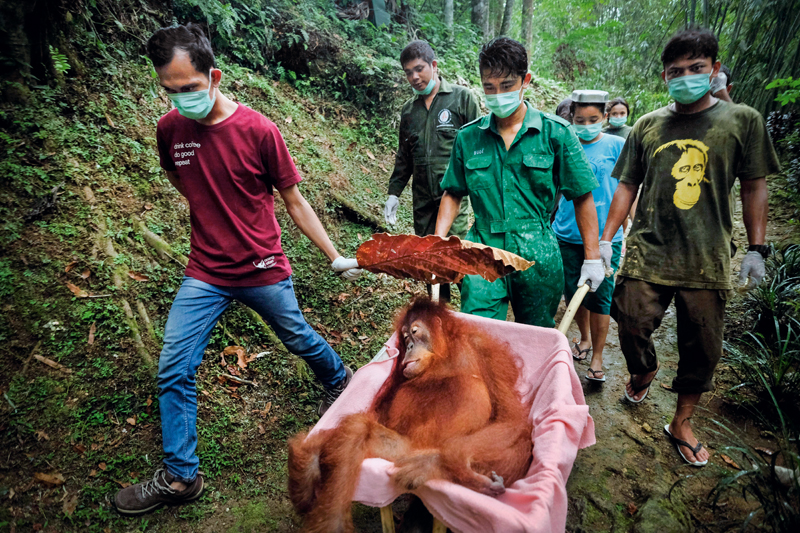 Salvar al orangután 4