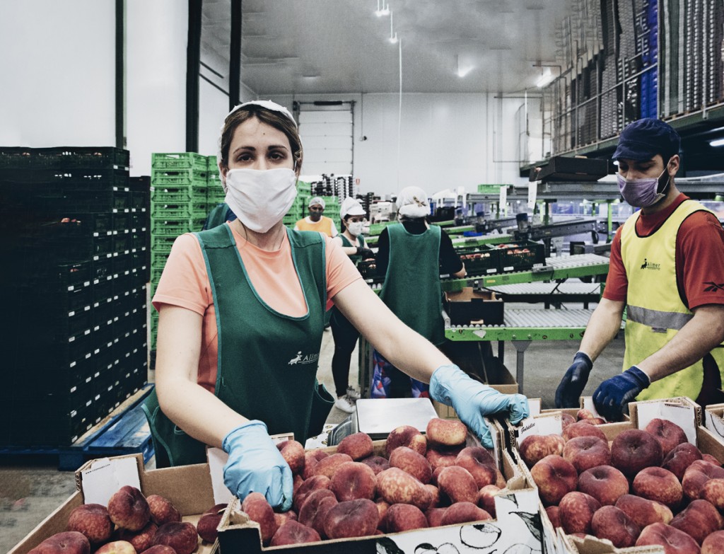 Los nuevos jornaleros que están salvando la campaña agrícola más difícil de la historia reciente 3