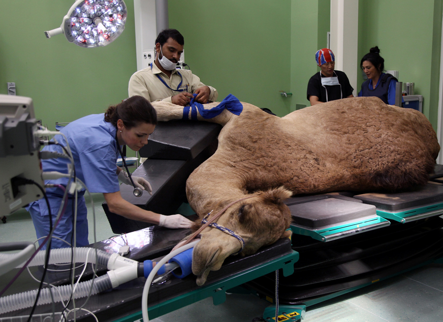 Hospitales de lujo para camellos 1