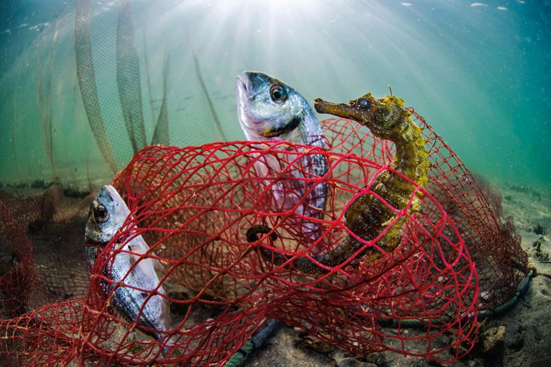 La agonía del caballito de mar 3