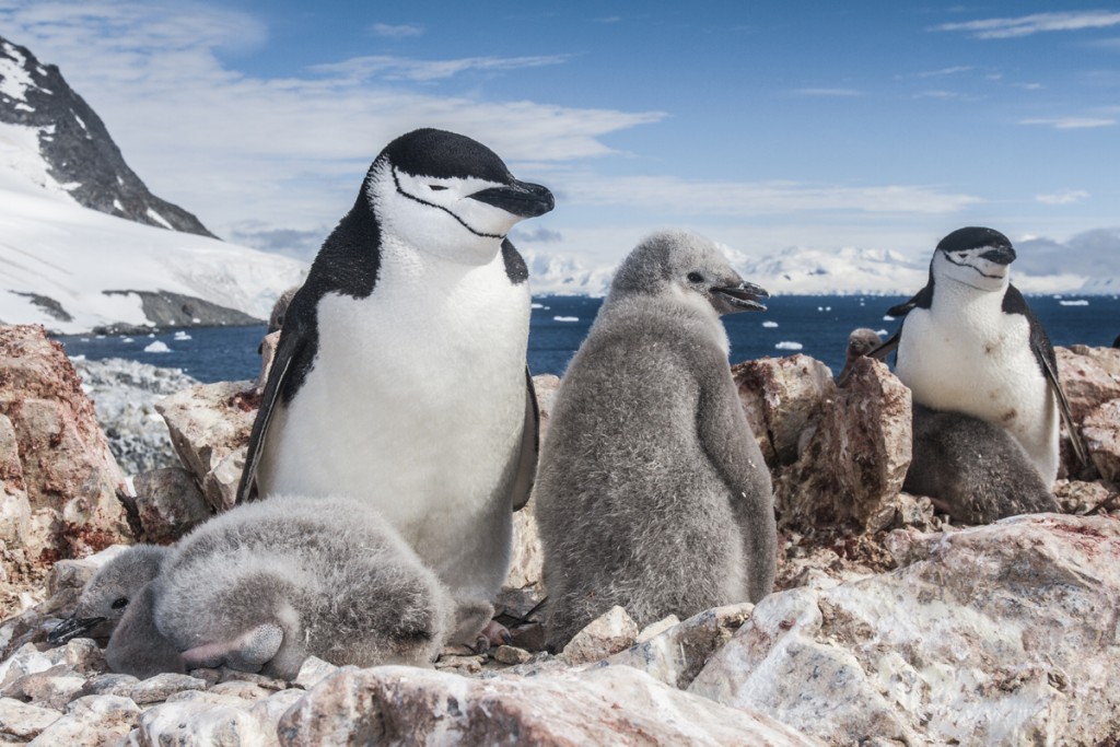 Pingüinos, las aves que aprendieron a ser peces 3