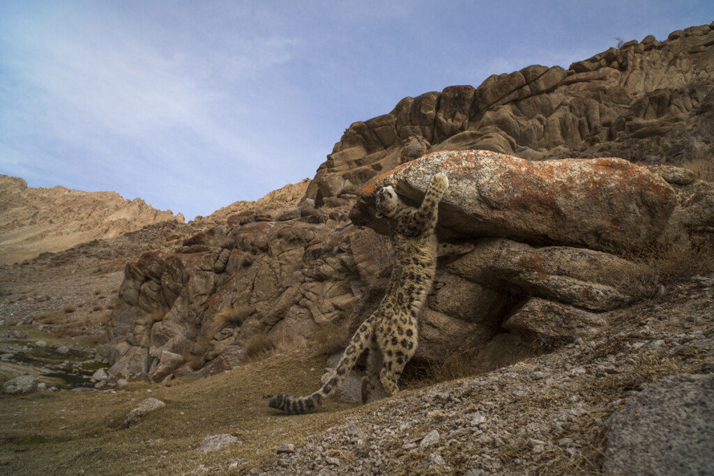 El felino más desconocido del mundo: el leopardo invisible