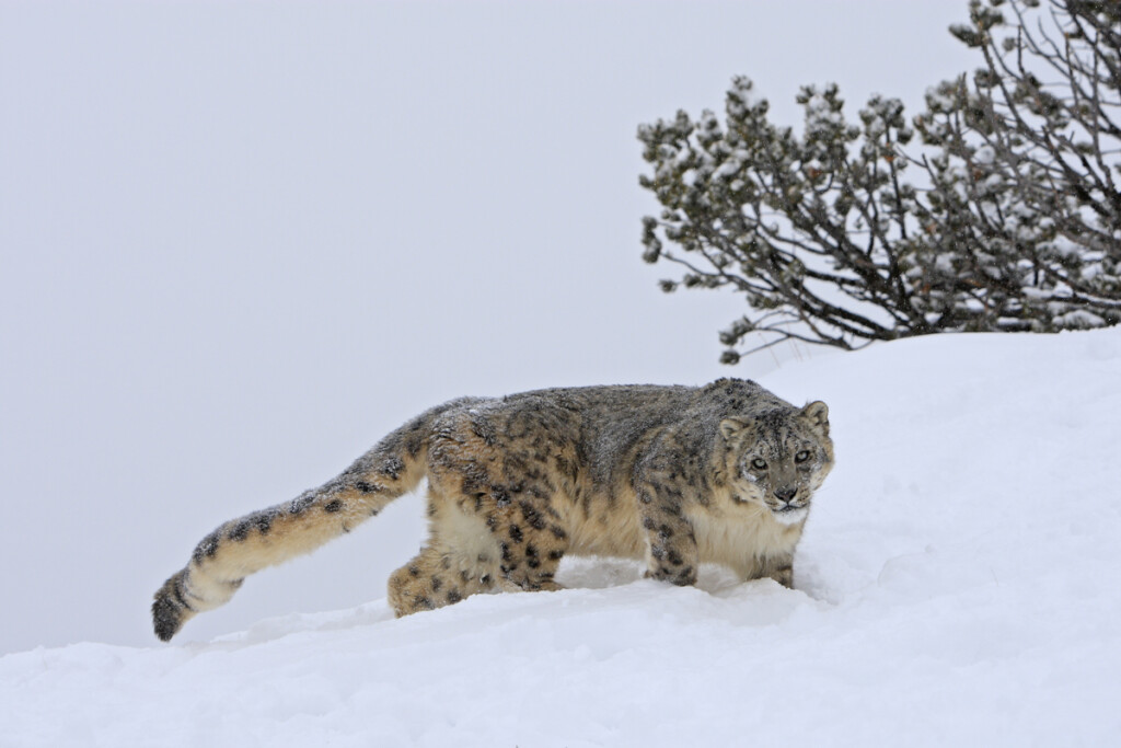 El felino más desconocido del mundo: el leopardo invisible 1