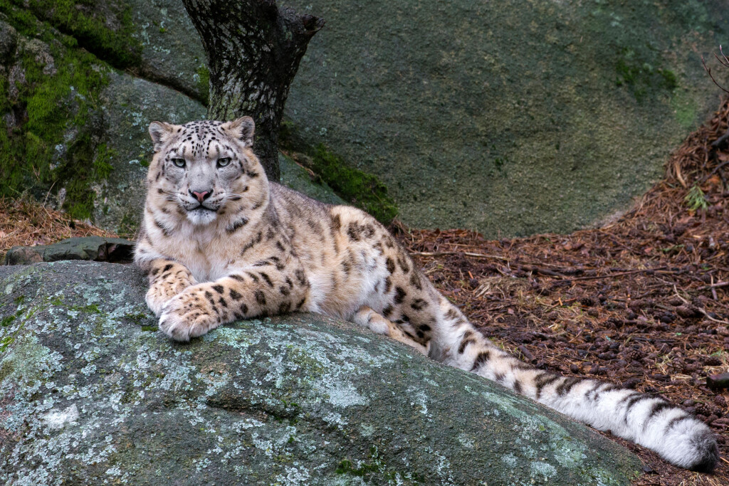 El felino más desconocido del mundo: el leopardo invisible 2