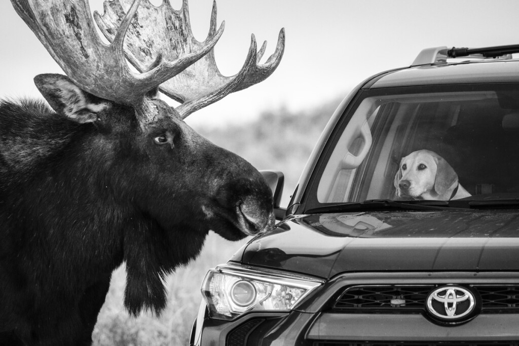 Animales que retratan al ser humano