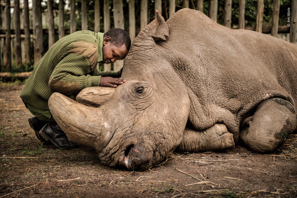 Animales que retratan al ser humano 5