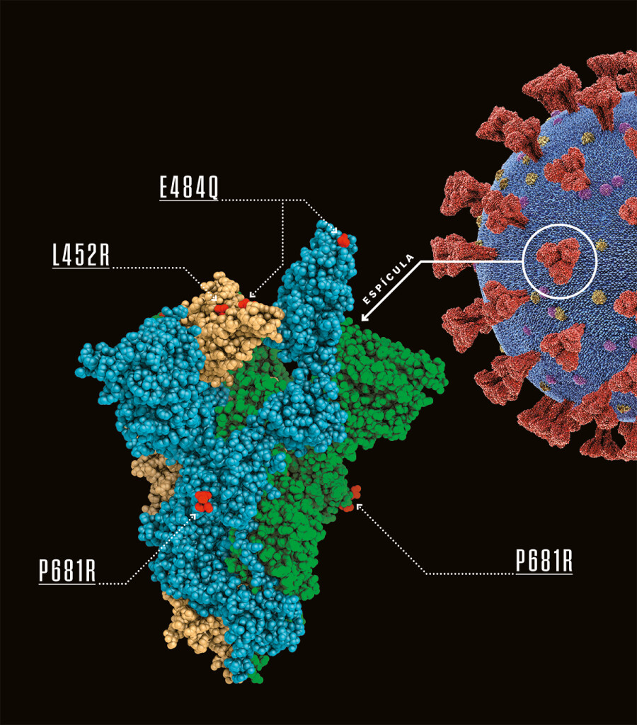 La variante india del coronavirus muta para poder infectar de nuevo 1